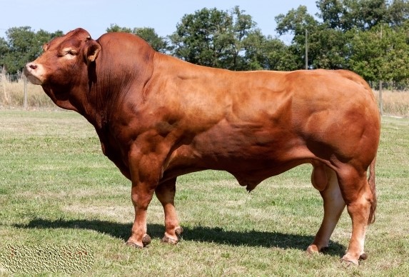 Touro — EREBOS
